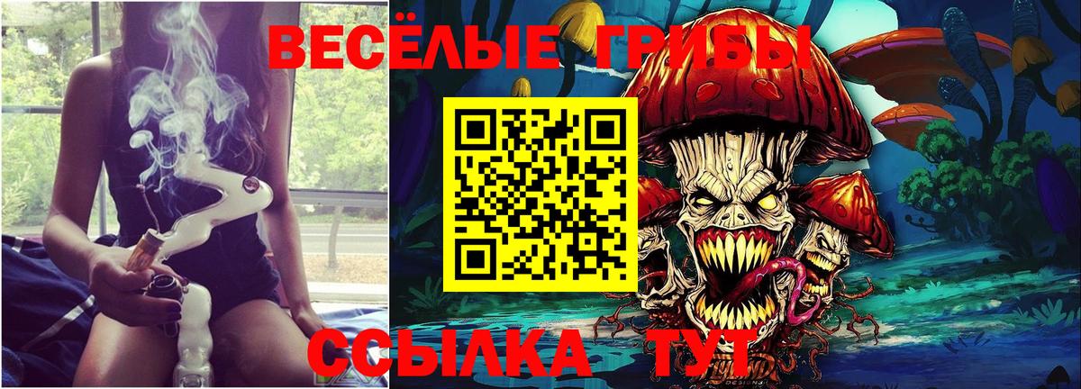 Галлюциногенные грибы Psilocybe Нововоронеж